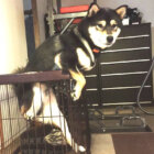 柴犬,Instagram