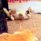柴犬,YouTube