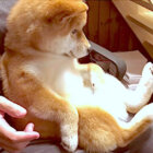 柴犬,YouTube
