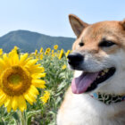 柴犬