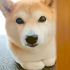 柴犬,Instagram