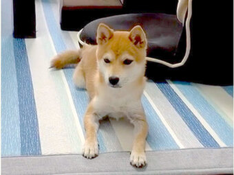 柴犬,Instagram