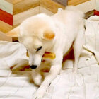 柴犬,Instagram