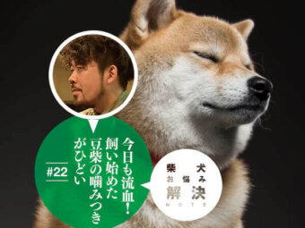 柴犬,お悩み相談