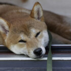 柴犬
