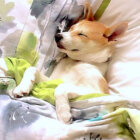 柴犬,YouTube