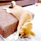 柴犬,Instagram