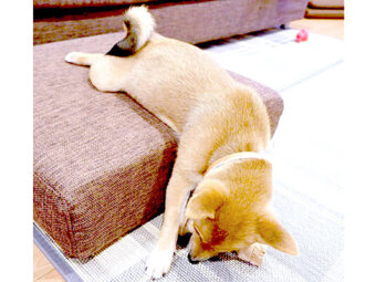 柴犬,Instagram