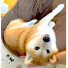 柴犬,Twitter
