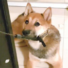 柴犬,YouTube
