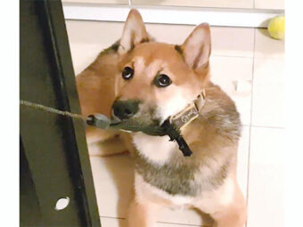 柴犬,YouTube