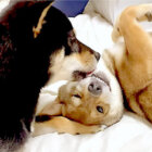 柴犬,YouTube