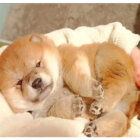 柴犬,YouTube