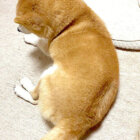 柴犬,Instagram