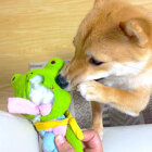 柴犬,Instagram