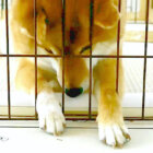 柴犬,Instagram