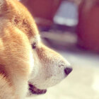柴犬,Instagram