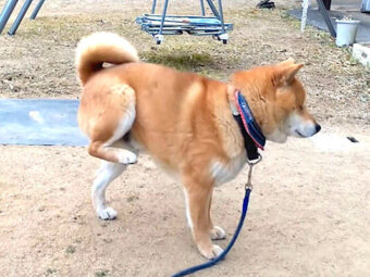柴犬,YouTube