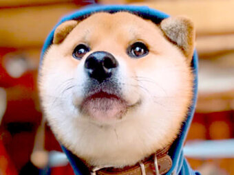 柴犬,Instagram