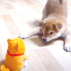 柴犬,YouTube