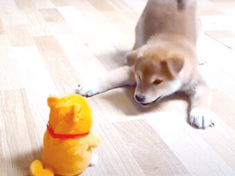 柴犬,YouTube