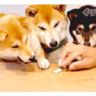 柴犬,動画,イッヌドットライフ