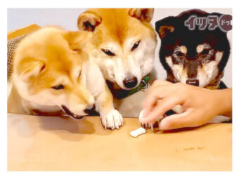 柴犬,動画,イッヌドットライフ