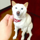 柴犬,YouTube