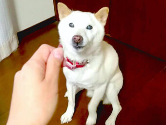 柴犬,YouTube