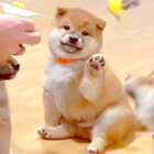 柴犬,Instagram