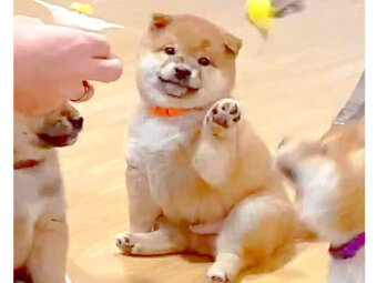 柴犬,Instagram