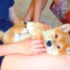柴犬,YouTube