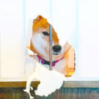 柴犬,Instagram