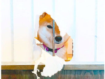 柴犬,Instagram