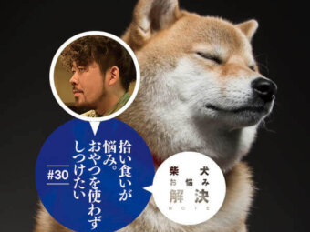 柴犬お悩み相談