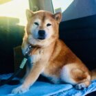 柴犬
