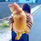 柴犬,YouTube