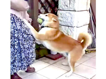 柴犬,YouTube