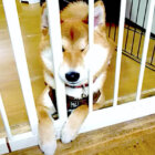 柴犬,YouTube