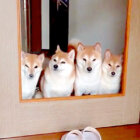柴犬,YouTube