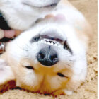 柴犬,動画,イッヌドットライフ