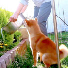 柴犬,YouTube