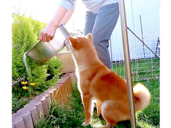柴犬,YouTube