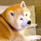 柴犬,YouTube