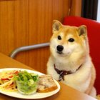 柴犬