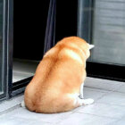柴犬,ツボった