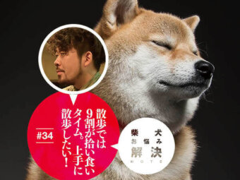 お悩み相談,柴犬