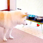 柴犬,Instagram