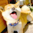 柴犬,Twitter