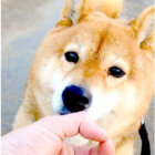 柴犬,Instagram